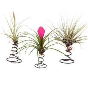 Tillandsia op spiraal - 3 luchtplantjes op decoratieve spiraal - Hoogte 5-15cm Tillandsia op Spiraal x3