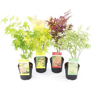 Plant in a Box - Japanse Esdoorn bomen winterhard - Set van 4 - Acer palmatum 'Atropurpureum', Going Green', Orange Dream', Butterfly' - Pot 10,5cm - Hoogte 25-40cm
