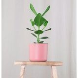 Balsamapfel - Clusia rosea'Princess'- Höhe 50-60cm - ?17cm