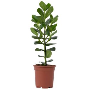 Plant in a Box - Clusia rosea Princess - Stevige kamerplant - Groene bladeren - Pot 17cm - Hoogte 50-60cm
