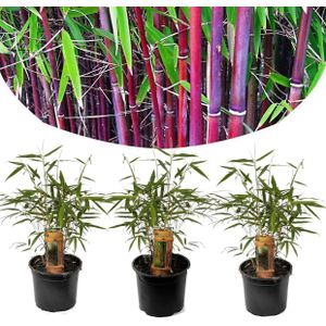 Fargesia Asian - Set van 3 - Niet woekerende Bamboe - Pot 13cm - Hoogte 25-40cm Bamboo Red x3
