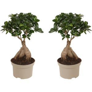 Plant in a Box - Ficus Ginseng - Set van 2 - Japanse Bonsai Kamerplanten - Pot 12cm - Hoogte 30-40cm