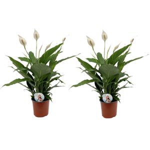 Plant in a Box Lepelplant - Spathiphyllum Lima Set van 2 Hoogte 60-75cm - wit 1721702