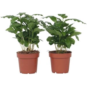 Plant in a Box - Set van 2 Coffea Arabica - Koffieplant - Kamerplant - Struik - Pot 12cm - Hoogte 25-40cm