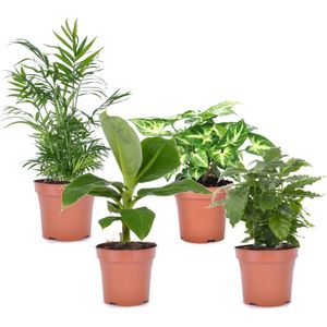 Plant in a Box Budget mix - Groene kamerplanten Mix van 4 Hoogte 25-40cm - groen 3130004