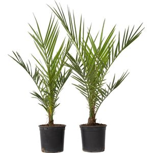 Plant in a Box - Phoenix Canariensis - Set van 2 - Canarische Dadelpalm - Pot 15cm - Hoogte 50-60cm