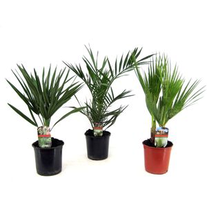 Plant in a Box Outdoor Palmbomen - Mix van 3 Palmen Hoogte 50-70cm - groen 2027003