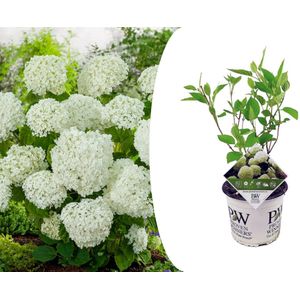 Plant in a Box Hortensia - Hydrangea Strong Annabelle Hoogte 30-40cm - groen 3031001