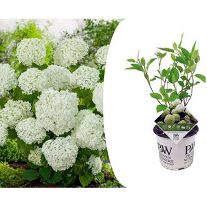 Plant in a Box - Hydrangea Strong Annabelle - XL Hortensia's - Prachtige witte bloemen - Lange bloeiperiode - Winterhard - Pot 19cm - Hoogte 30-40cm