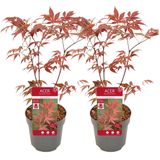 Plant in a Box Japanse esdoorn - Acer palmatum Anthropurpureum Set van 2 Hoogte 60-70cm - rood 3014192