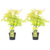 Plant in a Box Japanse esdoorn - Acer palmatum Orange Dream Set van 2 Hoogte 60-70cm - oranje 3019192