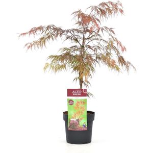 Plant in a Box - Acer palmatum 'Garnet' - Japanse esdoorn Winterhard - Pot 19cm - Hoogte 60-70cm