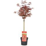 Plant In A Box - Acer Palmatum 'Shaina' - Japanse Esdoorn Boom Winterhard - Rode Bladeren