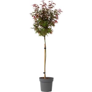 Plant In A Box - Acer Palmatum 'Shaina' - Japanse Esdoorn Boom Winterhard - Rode Bladeren