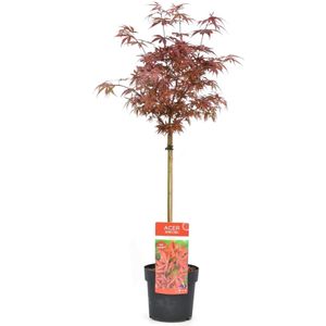 Plant In A Box - Acer Palmatum 'Shaina' - Japanse Esdoorn Boom Winterhard - Rode Bladeren
