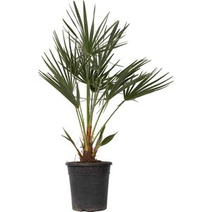 Plant in a Box - Chamaerops Humilis - Europese Dwergpalm - Winterhard - Pot 21cm - Hoogte 70-80cm