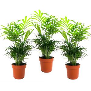 Chamaedorea elegans - Set van 3 - Dwergpalmen - Top 12cm - Hoogte 30-40cm Chamaedorea P12 x3