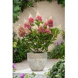 Plant in a Box Pluimhortensia - Hortensia Pinky Winky Hoogte 25-40cm - groen 2270001