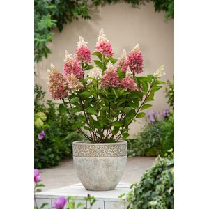 Plant in a Box - Hydrangea paniculata 'Pinky Winky' - Roze pluimhortensia winterhard - Pot 19cm - Hoogte 25-40cm