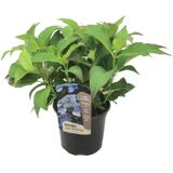 Plant in a Box Hortensia - Hydrangea Summerglow Hoogte 25-40cm - groen 2250001