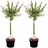 Plant in a Box - Salix integra Flamingo - Set van 2 - Tuinplant - Bonte wilg - Winterhard - Pot 17cm - Hoogte 60-80cm