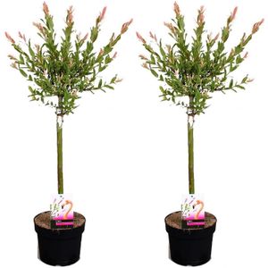 Plant in a Box - Salix integra Flamingo - Set van 2 - Tuinplant - Bonte wilg - Winterhard - Pot 17cm - Hoogte 60-80cm