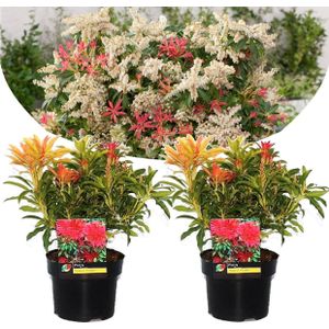 Rotsheide - Set van 2 - Pieris'Forest Flame'- Hoogte 25-40cm -⌀17cm