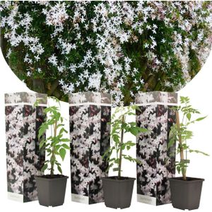 Plant in a Box - Trachelospermum jasminoides 'Officinale' - Set van 3 - Witte Jasmijn klimplant - Pot 9cm - Hoogte 25-40cm