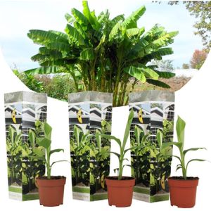 Plant in a Box - Musa Basjoo - Set van 3 - Winterharde bananenplanten - Tuinbanaan - Pot 9cm - Hoogte 25-40cm