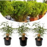 Plant in a Box Niet woekerende Bamboe - Fargesia Rufa  Set van 3 Hoogte 2540cm - groen 1610503