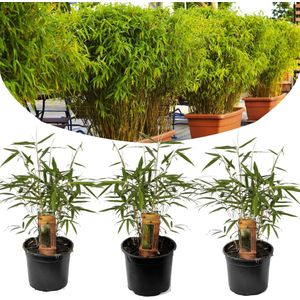 Plant in a Box - Set van 3 Fargesia Rufa - Niet woekerende bamboe winterhard - Groen - Pot 13cm - Hoogte 25-40cm