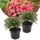 Rhododendron 'Azalea Anouk' - Set van 2 - Japans - Pot 17cm - Hoogte 25-40cm Azalea Anouk x2