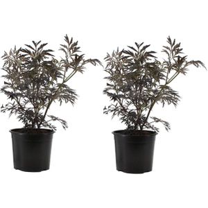 Plant in a Box Zwarte vlier - Sambucus Nigra Black Lace Set van 2 Hoogte 25-40cm - meerkleurig 2161702