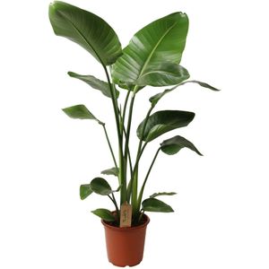 Plant in a Box Paradijsvogel - Strelitzia Nicolai Hoogte 90-110cm - groen 3521201