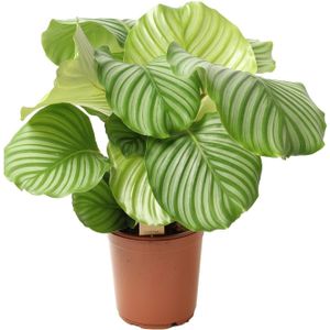 Plant in a Box Pauwenplant - Calathea Orbifolia Hoogte 55-60cm - groen 3552101