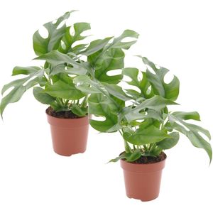 Plant in a Box Monstera Minima - Rhaphidophora Tetrasperm Set van 2 Hoogte 20-30cm - groen 3123122
