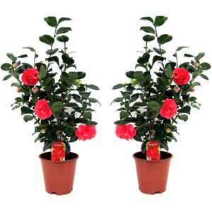 Plant in a Box - Camellia Japonica - Set van 2 - Winterhard - Japanse Roos - Tuinplant - Pot 19cm - Hoogte 60-70cm