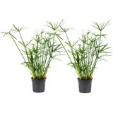 Cyperus alternifolius - Set van 2 - Pot 14cm - Hoogte 40-50cm Cyperus Umbrella P14 x2