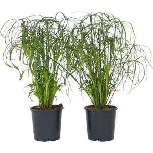 Plant in a Box - Cyperus alternifolius - Set van 2 - Perfect als decoratie in huis - Pot 14cm - Hoogte 40-50cm