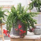 Lippenstiftpflanze - Aeschynanthus pulcher - Höhe 20-30cm - ?15cm
