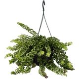 Lippenstiftpflanze - Aeschynanthus pulcher - Höhe 20-30cm - ?15cm