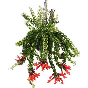Plant in a Box Lippenstiftplant - Aeschynantus Twister Hoogte 20-30cm - groen 4230151