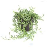 Plant in a Box Bananenketting - Senecio Radicans Hoogte 10-20cm - groen 4232121