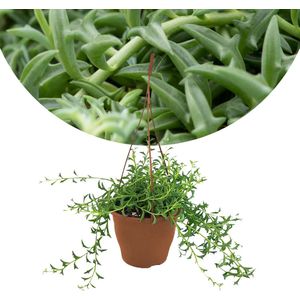 Plant in a Box Dolfijnenplant - Senecio Peregrinus Hoogte 10-20cm - groen 4233121
