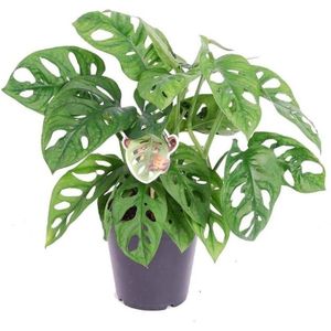 Plant in a Box Monstera Monkey Mask - Hoogte 20-30cm - groen 3190001