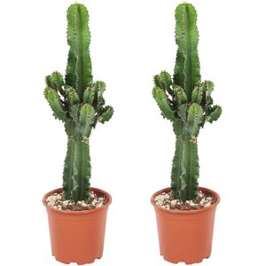 Plant in a Box Wolfsmelk - Euphorbia ingens Set van 2 Hoogte 50-60cm - groen 2021172