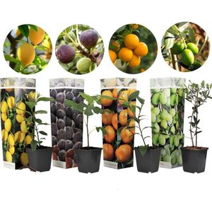 Plant in a Box Mediterrane fruitbomen  Mix van 4 Hoogte 25-40cm - groen 2548004