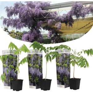 Plant in a Box Chinese Blauweregen - Wisteria sinensis Set van 3 Hoogte 25-40cm - groen 2520003