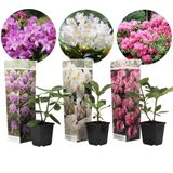 Plant in a Box Rododendron Mix van 3 Hoogte 25-40cm - groen 2530303