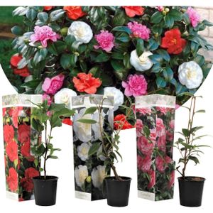 Plant in a Box Japanse Roos - Camellia Mix van 3 Hoogte 25-40cm - groen 2524033